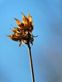 Close-up of wilted plant against blue sky