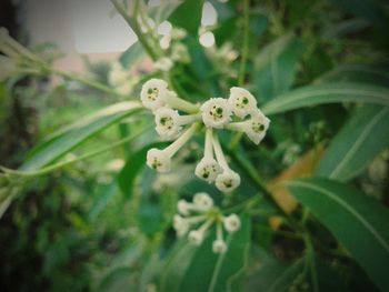 Close-up of plant