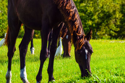 Wild horse grazing in a field