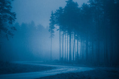 A foggy landscape of spring forest during morning hours.