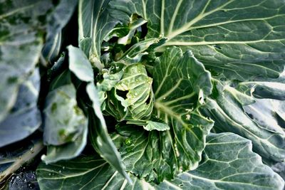 Close-up of fresh green cabbage