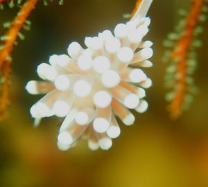 Close-up of flower tree