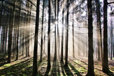 Sunlight streaming through trees in forest