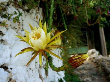 Close-up of white flower