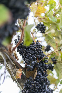 Close-up of berries growing on tree