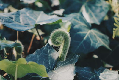 Close-up of fruit growing on plant