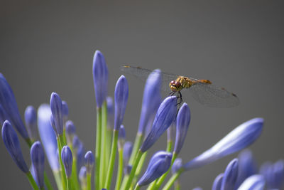 Close-up of honey bee pollinating on purple flower