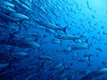 Fish swimming in sea