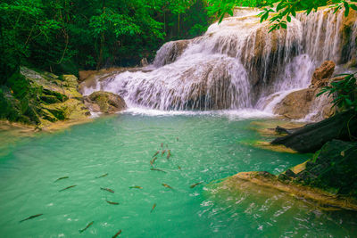 Scenic view of waterfall in forest