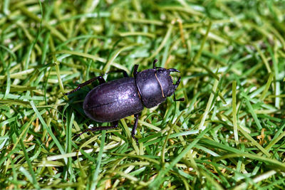 High angle view of insect on grass