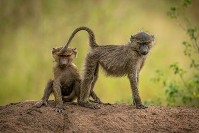 Olive baboons sit and stand on bank