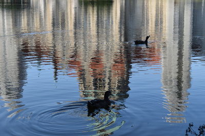 Ducks swimming in lake