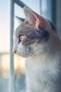 Close-up of a cat looking away