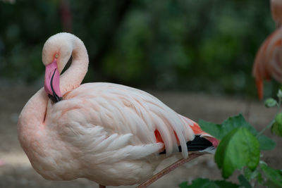 Close-up of bird