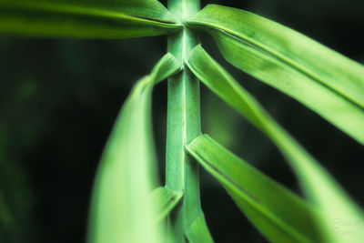 Close-up of green leaf