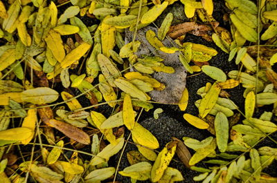 Full frame shot of yellow leaves