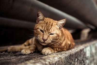 Close-up of a sleeping cat