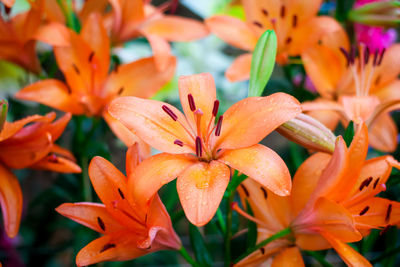 Close-up of orange lilies