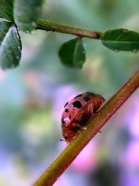 Close-up of ladybug on leaf