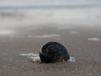 Close-up of seashell on shore