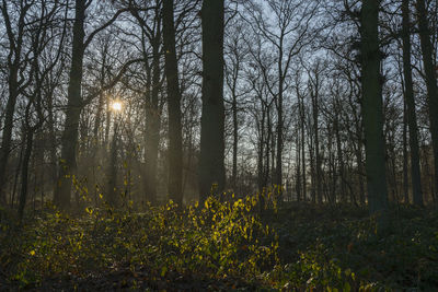Sunlight streaming through trees in forest