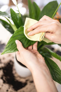 Close up of female gardener hands wiping spathiphyllum plant leaves