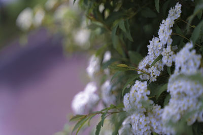 Close-up of purple flowering plant