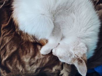 High angle view of cat sleeping