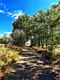 Empty road along trees and plants against sky