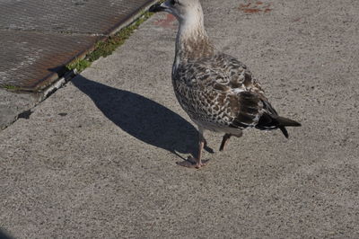High angle view of bird on road