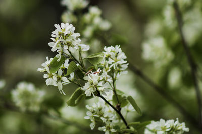 Close-up of white flowering plant