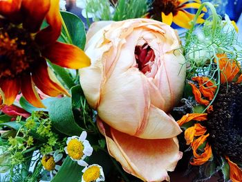 Close-up of pink flowers