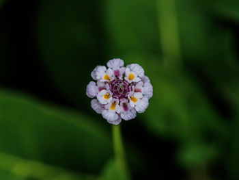 Close-up of purple flowering plant