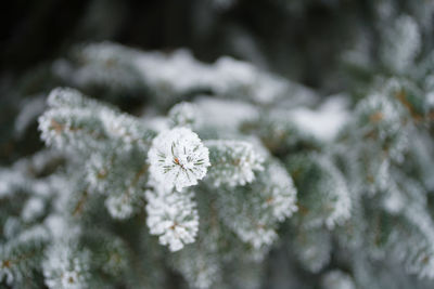 Close-up of frozen plant