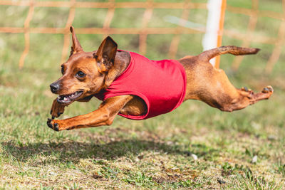 Dog running straight on camera and chasing coursing lure on green field