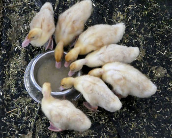 High angle view of ducklings in field