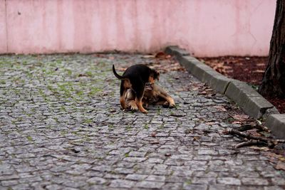Dog relaxing on street