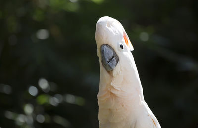 Close-up of a bird