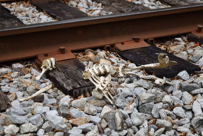 High angle view of animal skull by railroad track