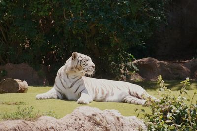 Cat relaxing on rock