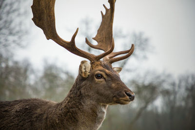 Low angle view of deer on tree against sky