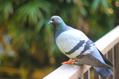 Close-up of bird perching outdoors