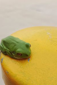 Close-up of a frog