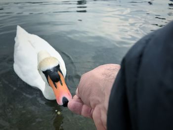 View of swan in lake