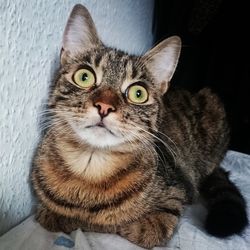 Close-up portrait of cat