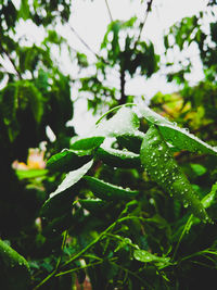 Close-up of water drops on plant