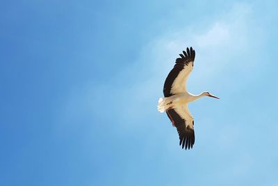 Low angle view of bird flying against clear blue sky