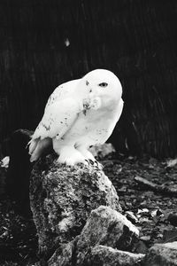 Bird on tree stump