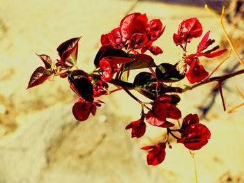 Close-up of red flowers