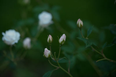 Close-up of white flowering plant